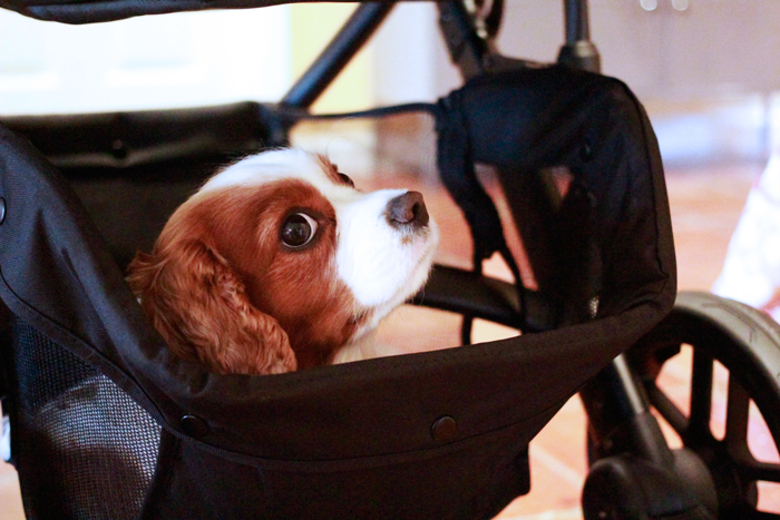 cavalier-in-baby-carriage