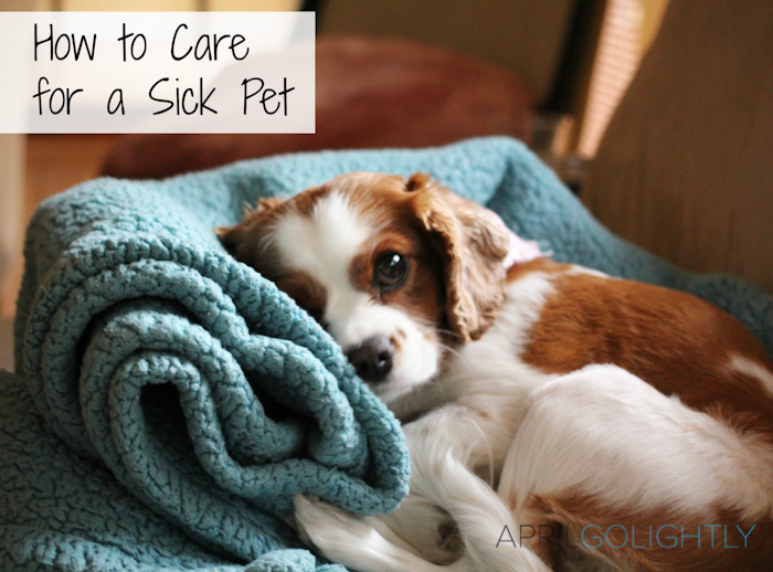 How to Care for a Sick Pet #shop #walgreensRX-2-2