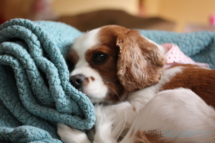 How to Care for a Sick Pet #shop #walgreensRX-4-2