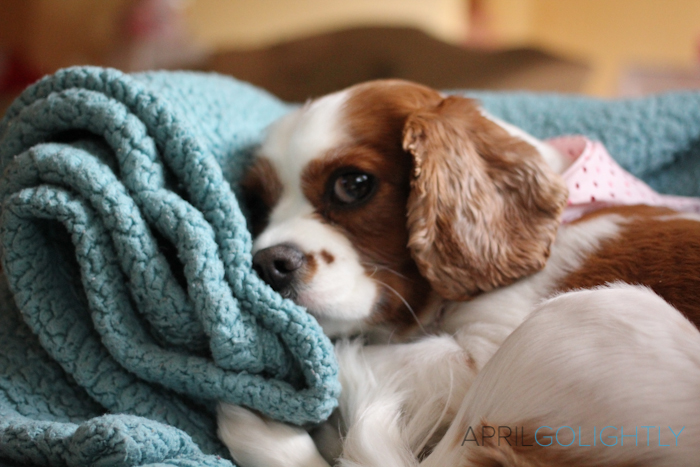 How to Care for a Sick Pet #shop #walgreensRX-5-2