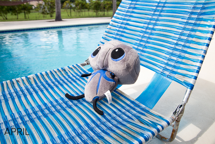 #adoptEcho sunning by the pool-0938