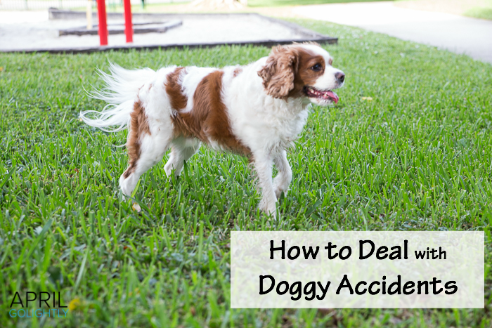 How to deal with doggy Accidents