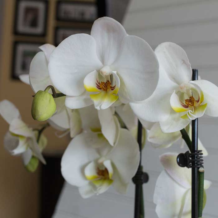 orchid-euphoria