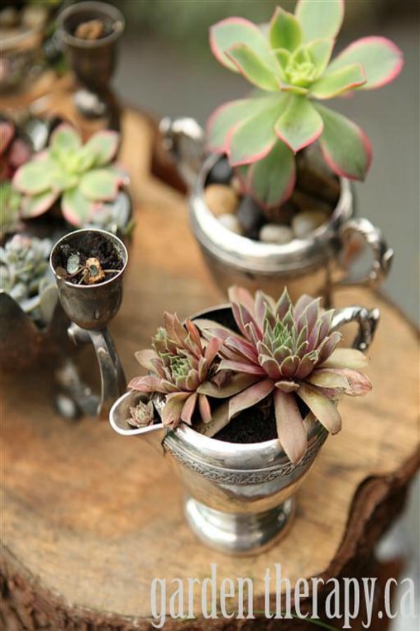 Guide to Growing Succulents from Garden Therapy