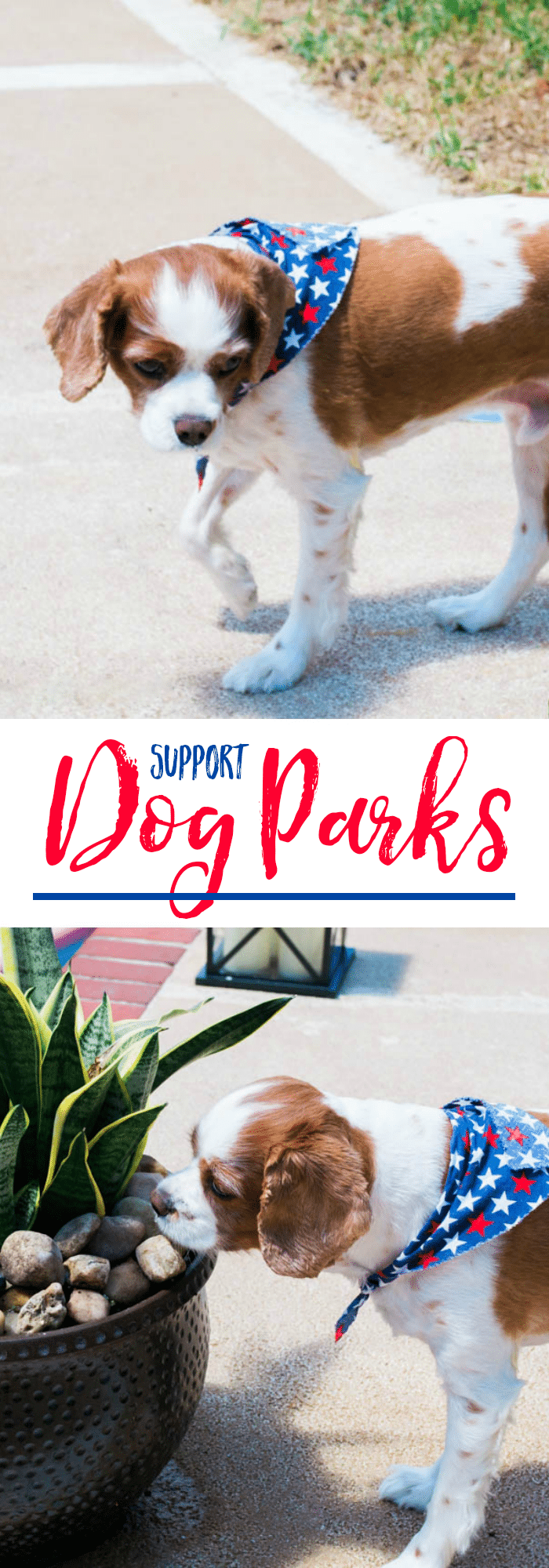 support the 2016 Dream Dog Park Project with the help of Beneful. It is an annual effort to help improve and build dog parks across the country. The goal is to provide financially and hands-on support to at least 12 dog parks in the U.S. This year, with GoFundMe is helping to reach this aim.
