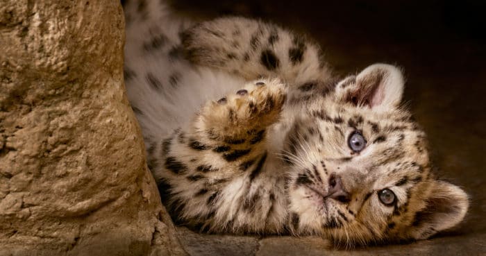 Character: Dawa's cub - Snow Leopard