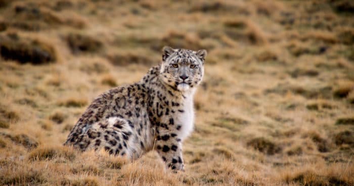Character: Dawa - Snow Leopard