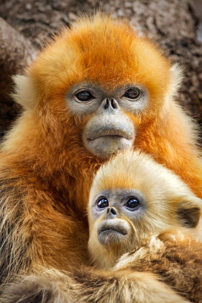 Character: TaoTao with his mom - Golden snub-nosed monkeys