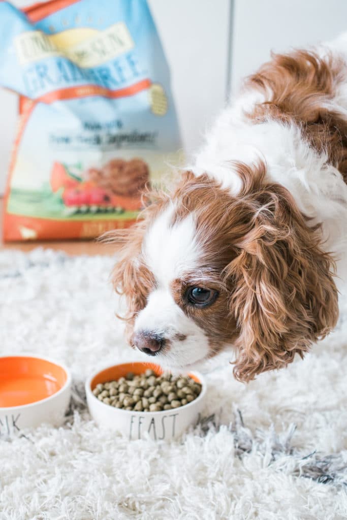 Pet Food Made By Pet People April Golightly