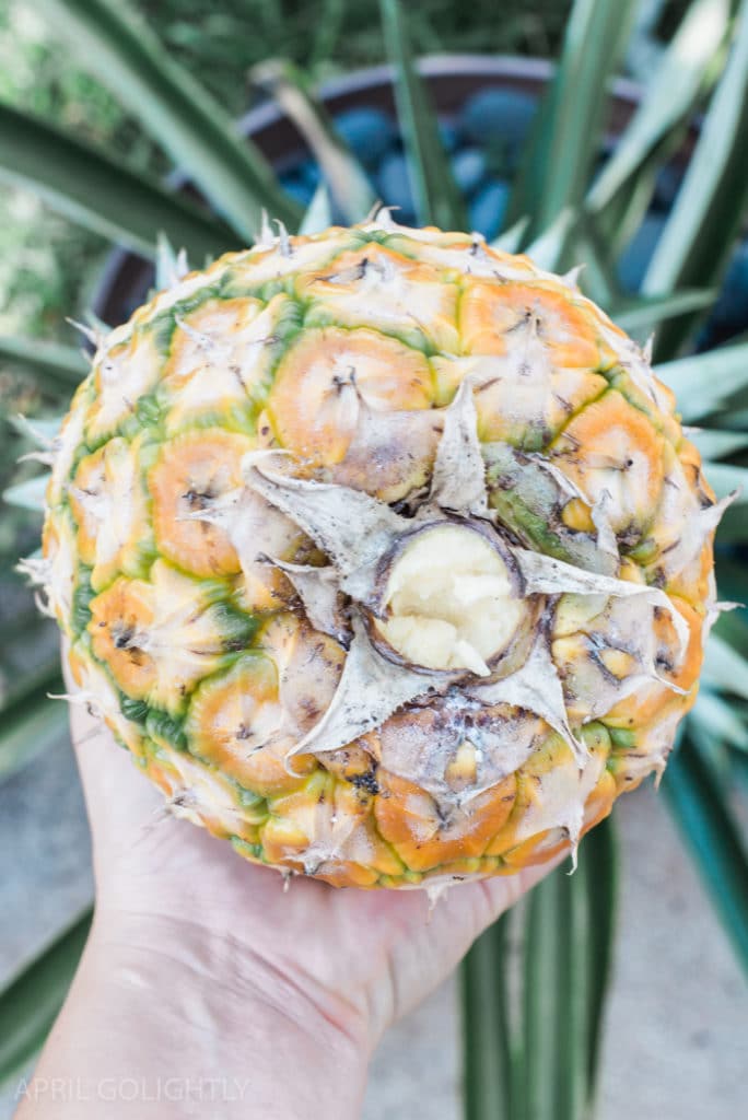 How to Grow Pineapple in your YARD