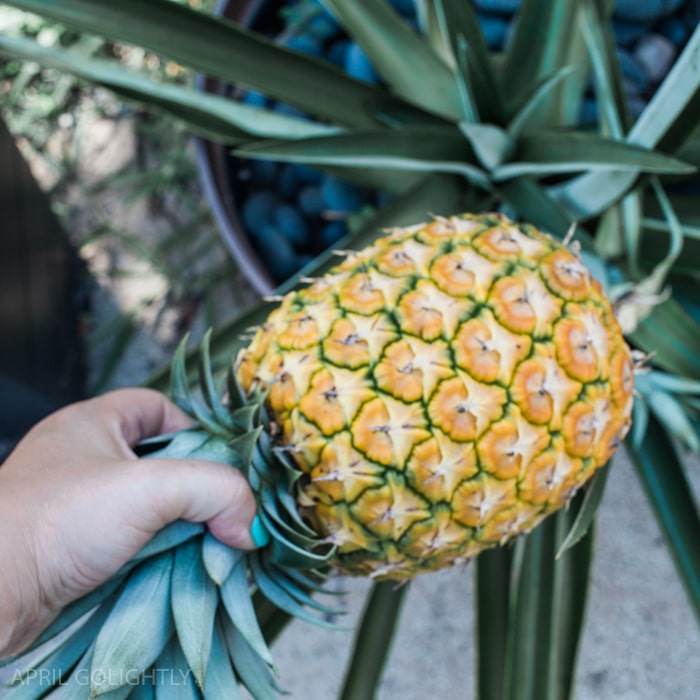 Growing Pineapple in Your Yard