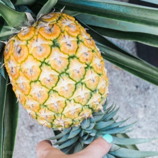 How to Grow Pineapple in your YARD