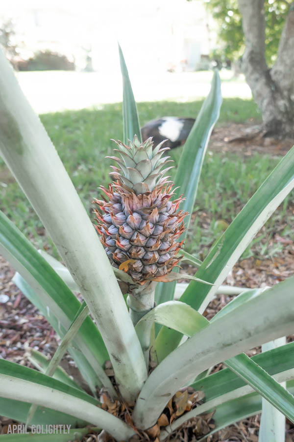 growing pineapples